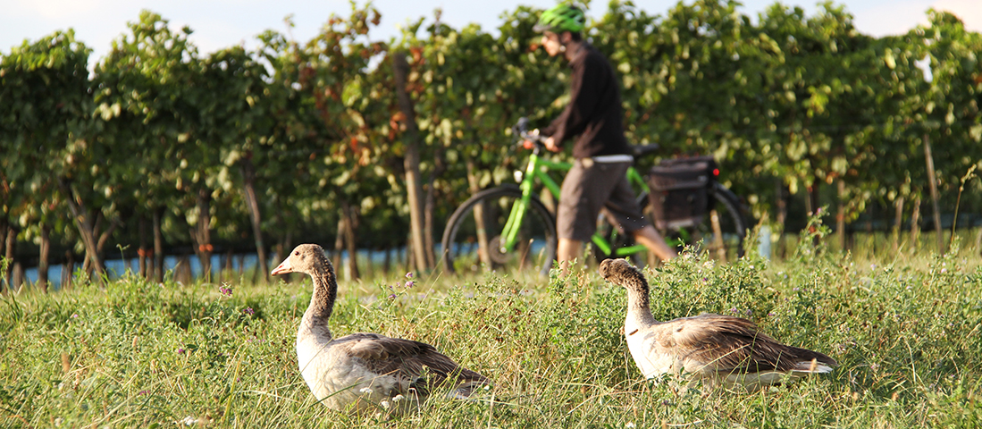 Wildgänse im Nationalpark Neusiedlersee